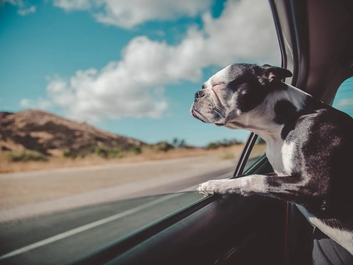 A boston terrier dog looking out the window of a car.