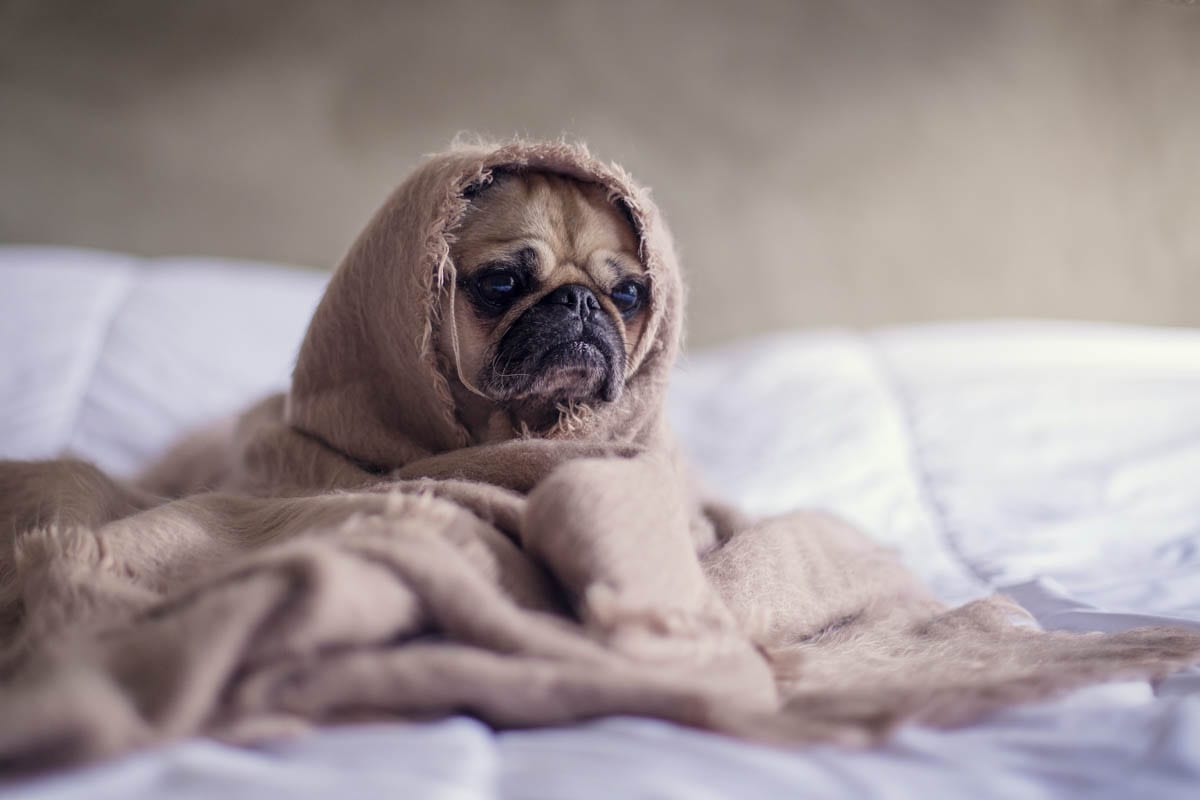 A pug dog wrapped in a blanket on a bed.