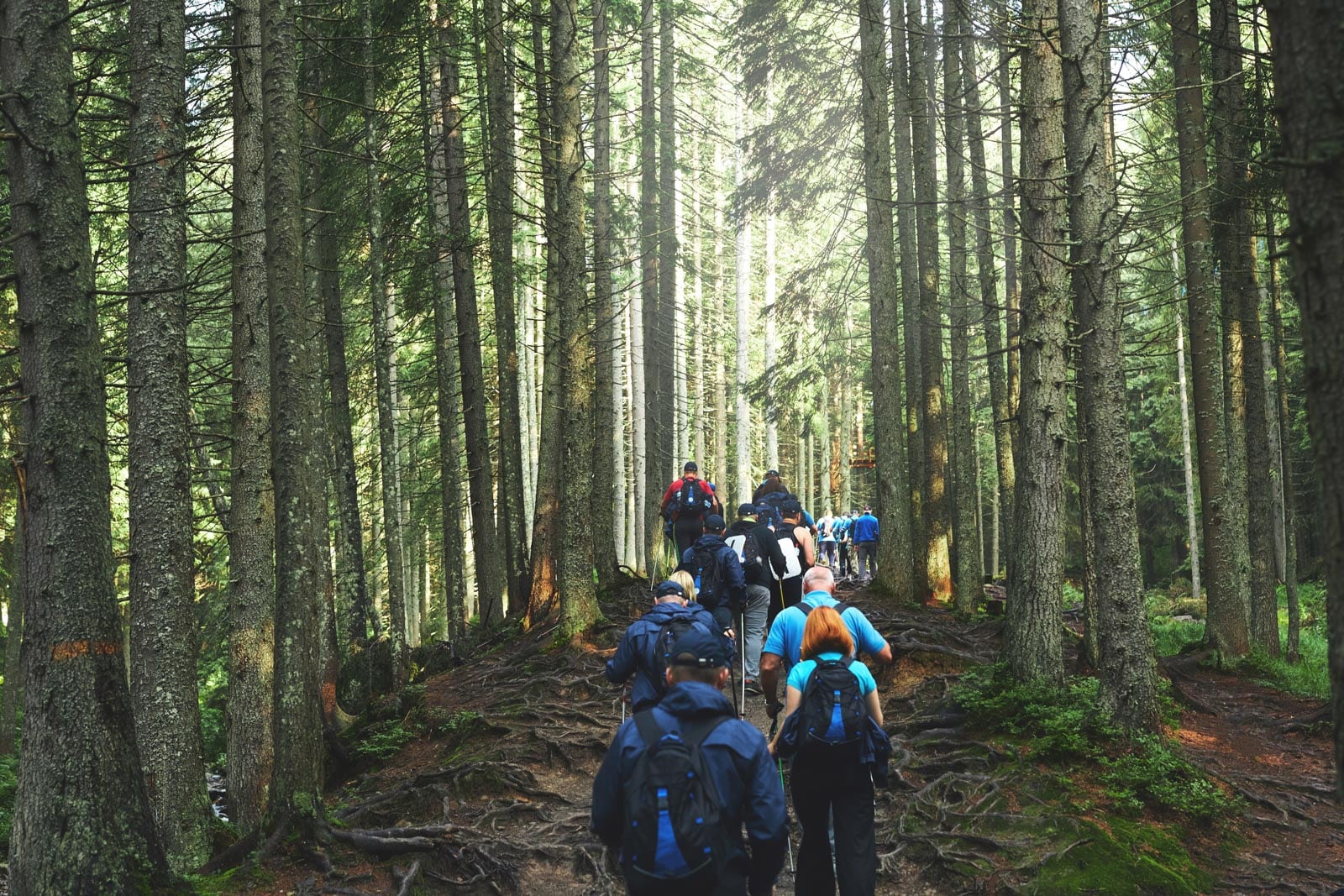 A group of people hiking through a forest.